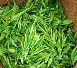 百科｜學茶入門之綠茶篇